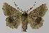  ( - BC EF Lep 00052)  @13 [ ] Copyright (2010) Unspecified Research Collection of Egbert Friedrich