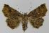  ( - BC EF Lep 00053)  @14 [ ] Copyright (2010) Unspecified Research Collection of Egbert Friedrich
