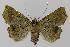  ( - BC EF Lep 00053)  @13 [ ] Copyright (2010) Unspecified Research Collection of Egbert Friedrich