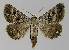  ( - BC EF Lep 00081)  @14 [ ] Copyright (2010) Unspecified Research Collection of Egbert Friedrich