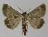  ( - BC EF Lep 00081)  @12 [ ] Copyright (2010) Unspecified Research Collection of Egbert Friedrich