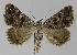  ( - BC EF Lep 00082)  @13 [ ] Copyright (2010) Unspecified Research Collection of Egbert Friedrich