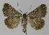  ( - BC EF Lep 00082)  @12 [ ] Copyright (2010) Unspecified Research Collection of Egbert Friedrich