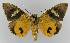  ( - BC EF Lep 00083)  @13 [ ] Copyright (2010) Unspecified Research Collection of Egbert Friedrich