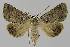  ( - BC EF Lep 00094)  @14 [ ] Copyright (2010) Unspecified Research Collection of Egbert Friedrich