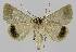  ( - BC EF Lep 00094)  @13 [ ] Copyright (2010) Unspecified Research Collection of Egbert Friedrich