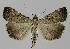  ( - BC EF Lep 00098)  @14 [ ] Copyright (2010) Unspecified Research Collection of Egbert Friedrich
