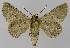  ( - BC EF Lep 00123)  @13 [ ] Copyright (2010) Unspecified Research Collection of Egbert Friedrich
