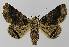  ( - BC EF Lep 00124)  @14 [ ] Copyright (2010) Unspecified Research Collection of Egbert Friedrich