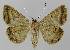  ( - BC EF Lep 00128)  @14 [ ] Copyright (2010) Unspecified Research Collection of Egbert Friedrich