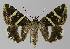  ( - BC EF Lep 00129)  @14 [ ] Copyright (2010) Unspecified Research Collection of Egbert Friedrich