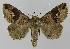  (Dysgonia solomonensis - BC EF Lep 00134)  @15 [ ] Copyright (2010) Unspecified Research Collection of Egbert Friedrich