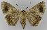  ( - BC EF Lep 00144)  @12 [ ] Copyright (2010) Unspecified Research Collection of Egbert Friedrich