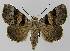  ( - BC EF Lep 00155)  @14 [ ] Copyright (2010) Unspecified Research Collection of Egbert Friedrich