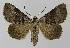  ( - BC EF Lep 00156)  @14 [ ] Copyright (2010) Unspecified Research Collection of Egbert Friedrich