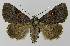  ( - BC EF Lep 00158)  @14 [ ] Copyright (2010) Unspecified Research Collection of Egbert Friedrich