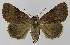  ( - BC EF Lep 00159)  @14 [ ] Copyright (2010) Unspecified Research Collection of Egbert Friedrich
