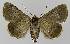  ( - BC EF Lep 00159)  @14 [ ] Copyright (2010) Unspecified Research Collection of Egbert Friedrich