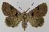  ( - BC EF Lep 00160)  @14 [ ] Copyright (2010) Unspecified Research Collection of Egbert Friedrich