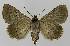  ( - BC EF Lep 00160)  @14 [ ] Copyright (2010) Unspecified Research Collection of Egbert Friedrich