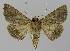  ( - BC EF Lep 00164)  @12 [ ] Copyright (2010) Unspecified Research Collection of Egbert Friedrich