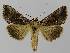  ( - BC EF Lep 00166)  @13 [ ] Copyright (2010) Unspecified Research Collection of Egbert Friedrich