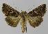  ( - BC EF Lep 00167)  @13 [ ] Copyright (2010) Unspecified Research Collection of Egbert Friedrich