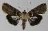  ( - BC EF Lep 00173)  @11 [ ] Copyright (2010) Unspecified Research Collection of Egbert Friedrich