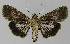  ( - BC EF Lep 00174)  @11 [ ] Copyright (2010) Unspecified Research Collection of Egbert Friedrich