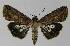  ( - BC EF Lep 00175)  @14 [ ] Copyright (2010) Unspecified Research Collection of Egbert Friedrich