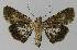  ( - BC EF Lep 00175)  @13 [ ] Copyright (2010) Unspecified Research Collection of Egbert Friedrich