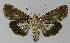  ( - BC EF Lep 00176)  @13 [ ] Copyright (2010) Unspecified Research Collection of Egbert Friedrich