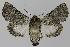  ( - BC EF Lep 00181)  @12 [ ] Copyright (2010) Unspecified Research Collection of Egbert Friedrich