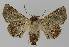  ( - BC EF Lep 00182)  @14 [ ] Copyright (2010) Unspecified Research Collection of Egbert Friedrich