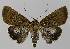  ( - BC EF Lep 00188)  @14 [ ] Copyright (2010) Unspecified Research Collection of Egbert Friedrich