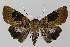  ( - BC EF Lep 00189)  @14 [ ] Copyright (2010) Unspecified Research Collection of Egbert Friedrich