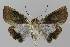  ( - BC EF Lep 00189)  @14 [ ] Copyright (2010) Unspecified Research Collection of Egbert Friedrich