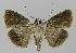  ( - BC EF Lep 00194)  @11 [ ] Copyright (2010) Unspecified Research Collection of Egbert Friedrich