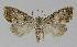  (Nola desmotes - BC EF Lep 00204)  @14 [ ] Copyright (2010) Unspecified Research Collection of Egbert Friedrich