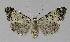  (Nola semograpta - BC EF Lep 00208)  @11 [ ] Copyright (2010) Unspecified Research Collection of Egbert Friedrich