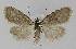  ( - BC EF Lep 00214)  @13 [ ] Copyright (2010) Unspecified Research Collection of Egbert Friedrich