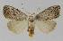  (Manoba brunellus - BC EF Lep 00216)  @14 [ ] Copyright (2010) Unspecified Research Collection of Egbert Friedrich