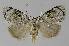  (Nola zaplethes - BC EF Lep 00223)  @14 [ ] Copyright (2010) Unspecified Research Collection of Egbert Friedrich