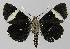  ( - BC EF Lep 00277)  @13 [ ] Copyright (2010) Unspecified Research Collection of Egbert Friedrich