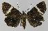  ( - BC EF Lep 00278)  @14 [ ] Copyright (2010) Unspecified Research Collection of Egbert Friedrich