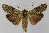  ( - BC EF Lep 00282)  @14 [ ] Copyright (2010) Unspecified Research Collection of Egbert Friedrich