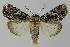  ( - BC EF Lep 00292)  @13 [ ] Copyright (2010) Unspecified Research Collection of Egbert Friedrich