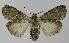  ( - BC EF Lep 00294)  @13 [ ] Copyright (2010) Unspecified Research Collection of Egbert Friedrich