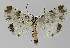  ( - BC EF Lep 00300)  @13 [ ] Copyright (2010) Unspecified Research Collection of Egbert Friedrich