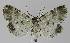  ( - BC EF Lep 00301)  @13 [ ] Copyright (2010) Unspecified Research Collection of Egbert Friedrich